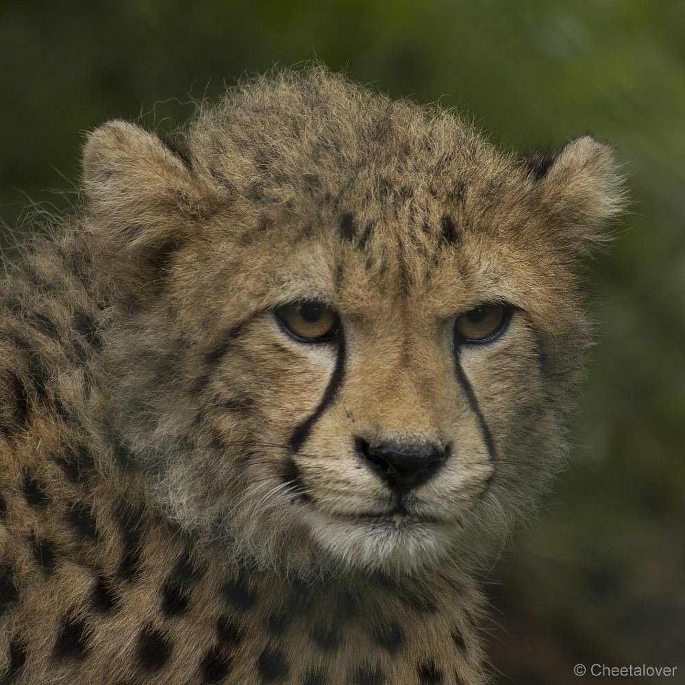 _DSC6042.JPG - Cheeta