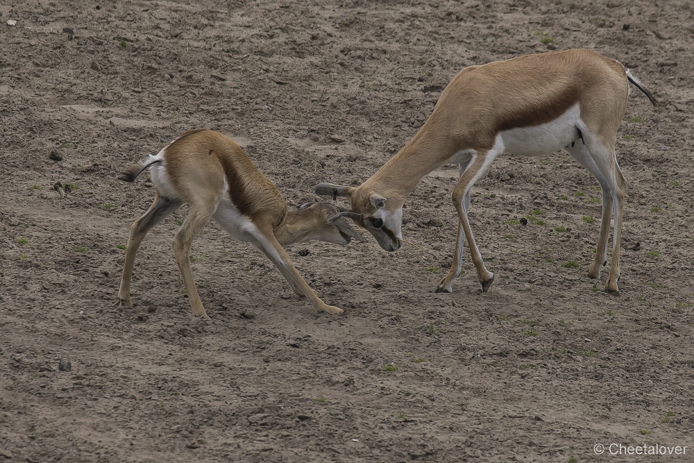 _DSC6045.JPG - Springbok