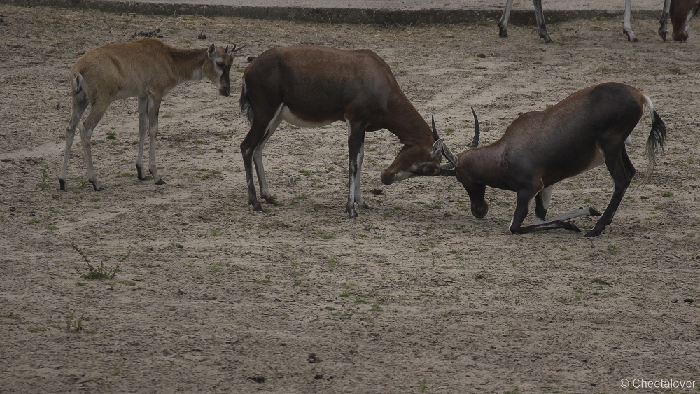 _DSC6052.JPG - Blesbok