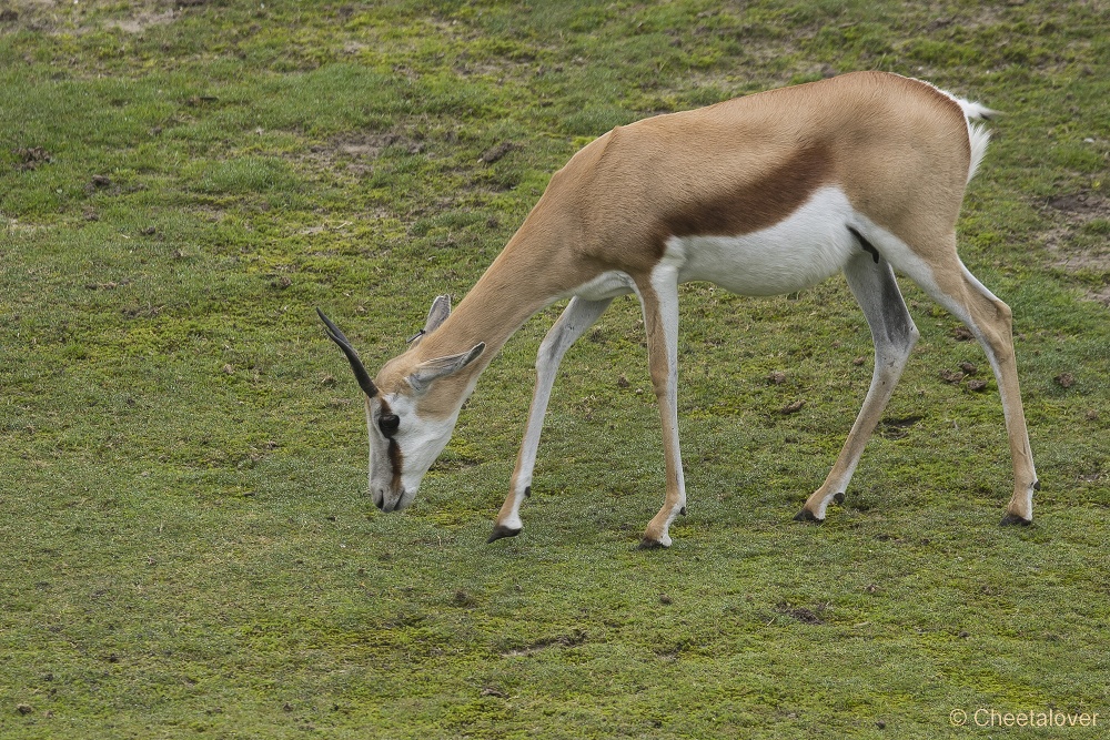 _DSC6059.JPG - Springbok