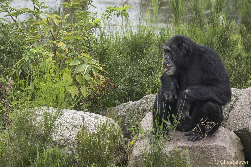 _DSC6066.JPG - Chimpansee