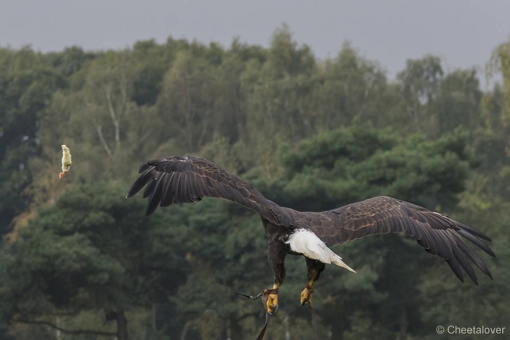 _DSC6362.JPG - Amerikaanse Zeearend 'Lady Maya'