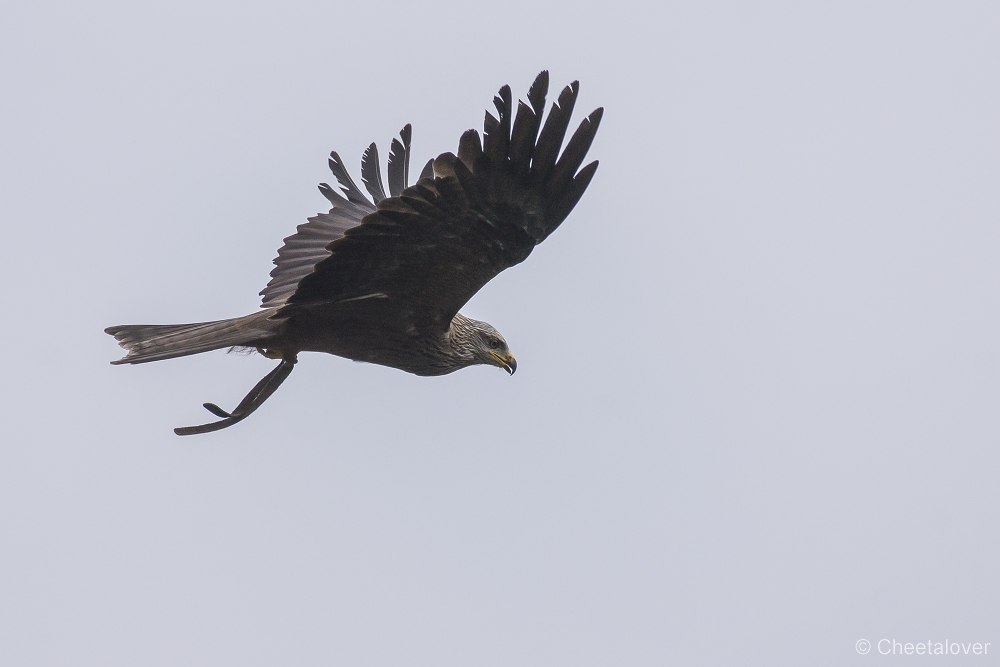 _DSC6402.JPG - Zwarte Wouw