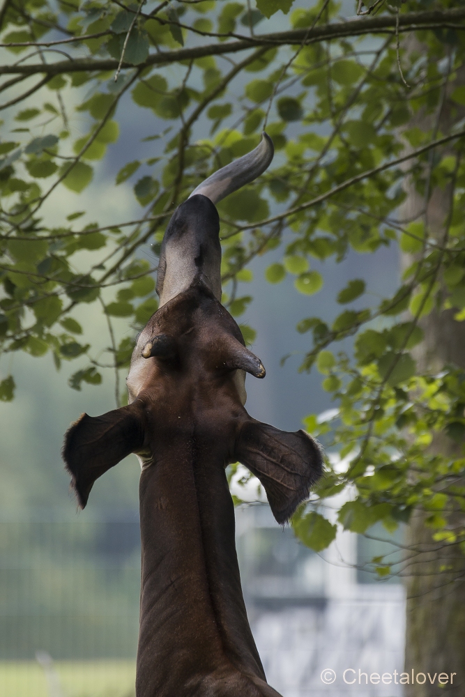 _DSC6446.JPG - Okapi