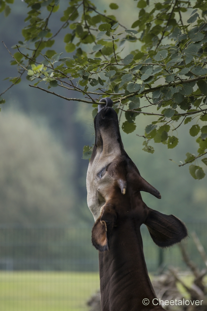 _DSC6455.JPG - Okapi