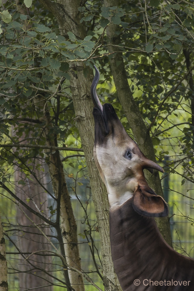 _DSC6468.JPG - Okapi