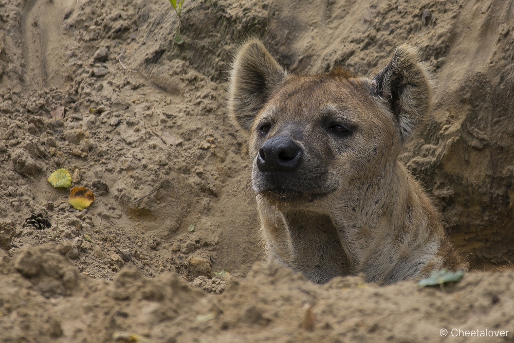 _DSC6476.JPG - Gevlekte Hyena