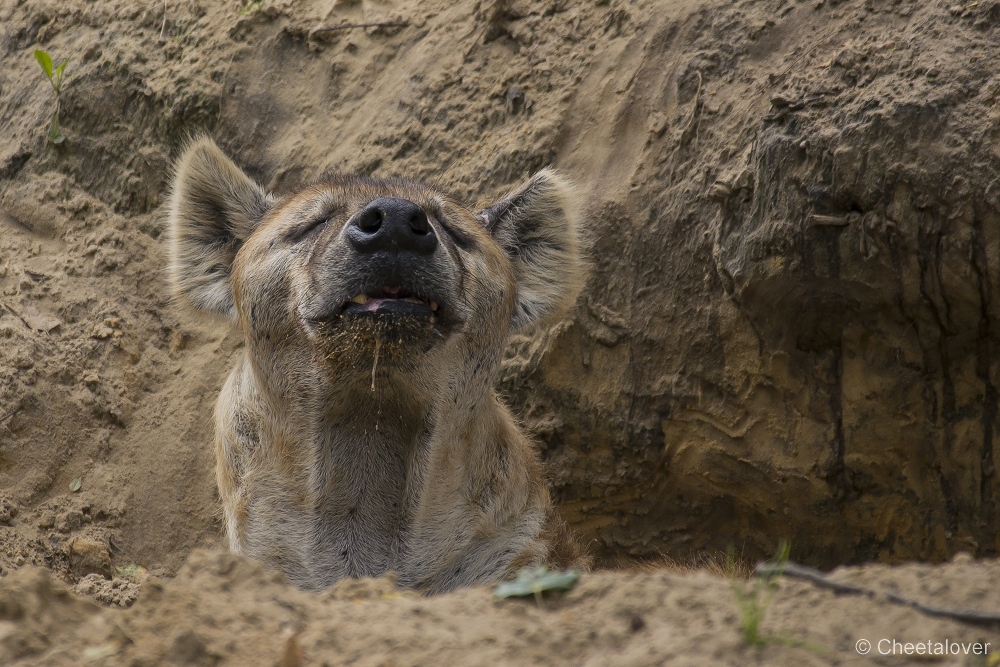 _DSC6477.JPG - Gevlekte Hyena