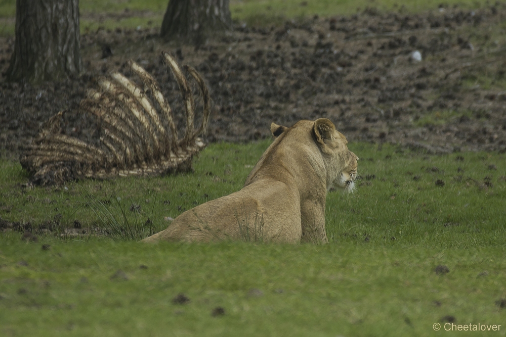 _DSC6493.JPG - Afrikaanse Leeuw