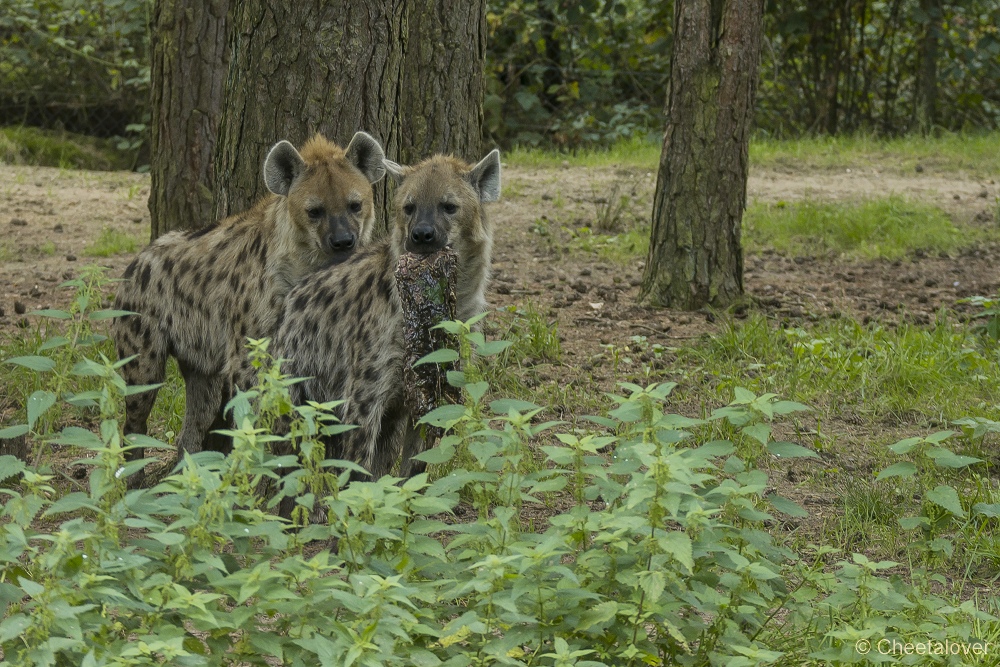 _DSC6521.JPG - Gevlekte Hyena