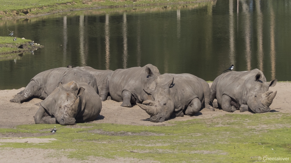 P1150584.JPG - Breedlipneushoorn