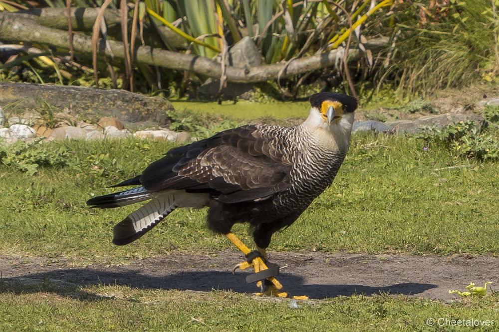 P1150637.JPG - Caracara