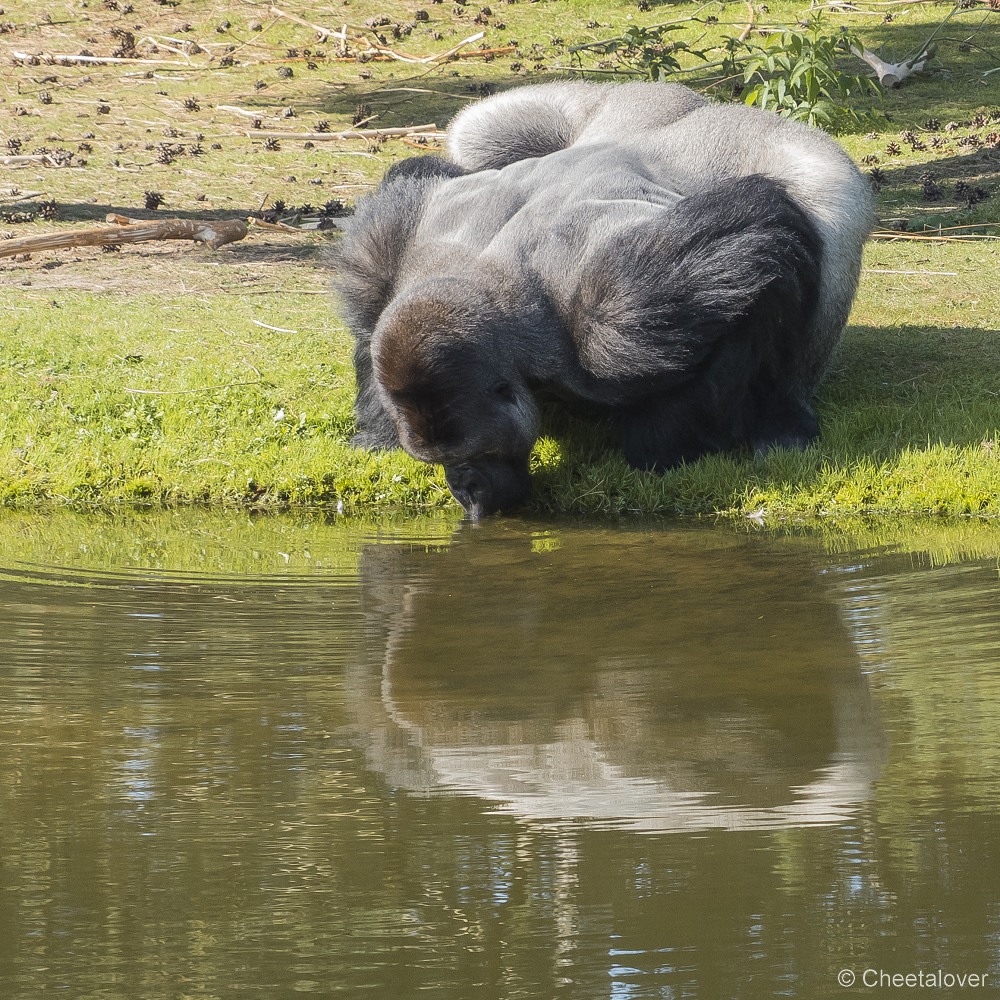 P1150848.JPG - Gorilla