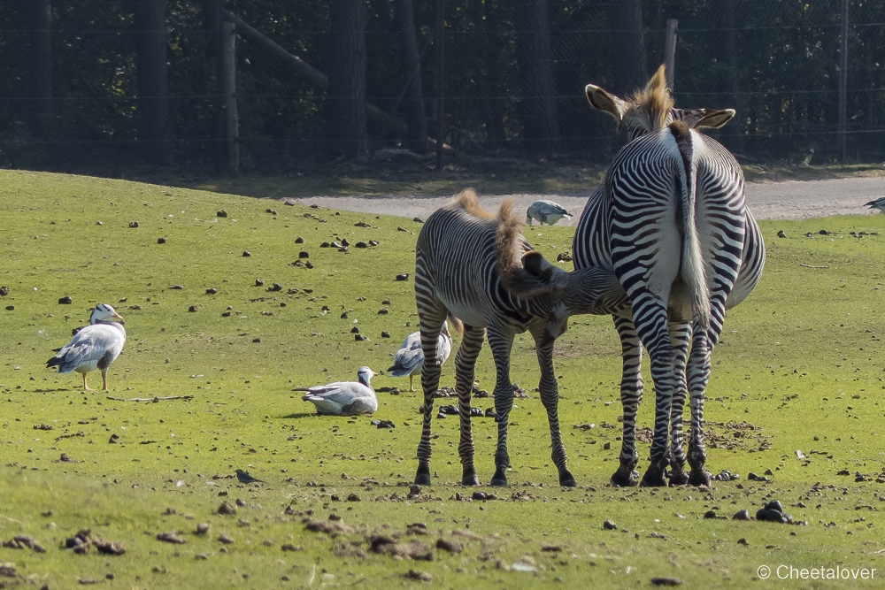 P1150851.JPG - Grevy Zebra