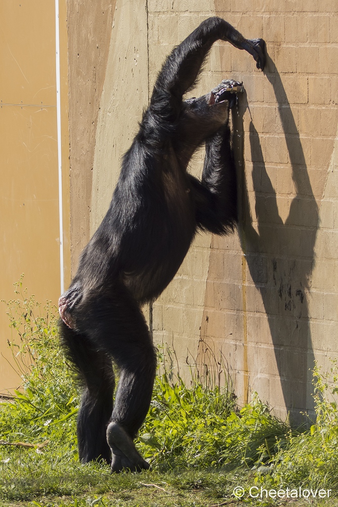 P1150867.JPG - Chimpansee