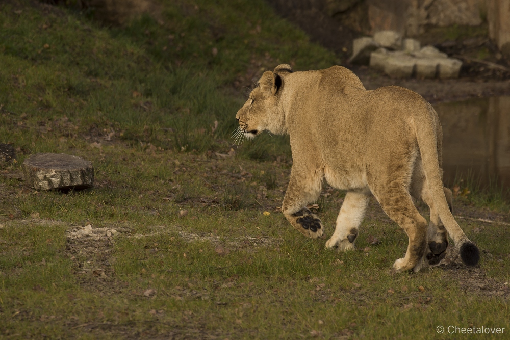 _DSC0204.JPG - Afrikaanse Leeuw