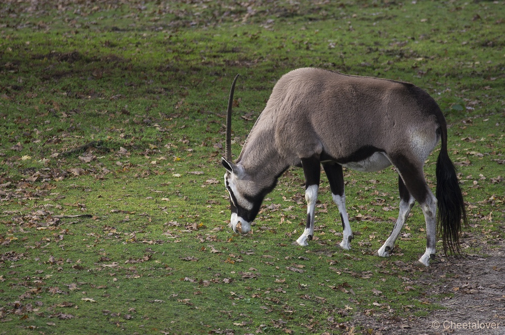 _DSC0213.JPG - Gemsbok