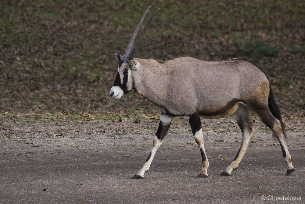 _DSC0224.JPG - Gemsbok