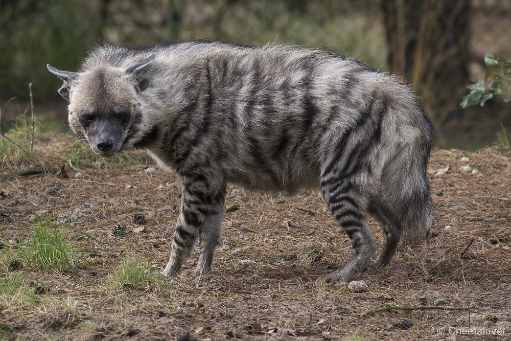 _DSC0228.JPG - Gestreepte Hyena