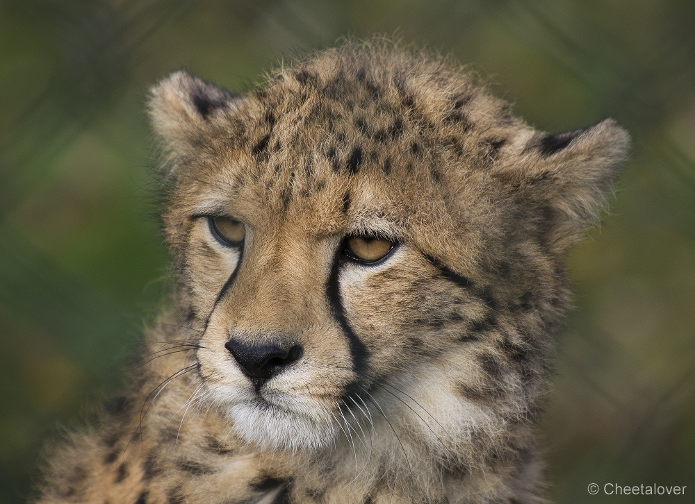 _DSC0239.JPG - Cheeta