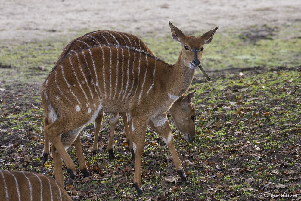 _DSC0246.JPG - Nyala