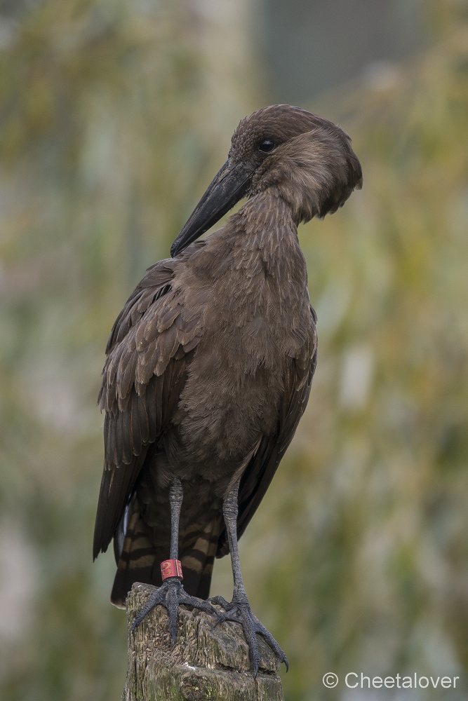 _DSC0250.JPG - Hamerkop