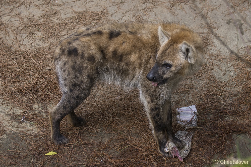 _DSC0261.JPG - Gevleke Hyena