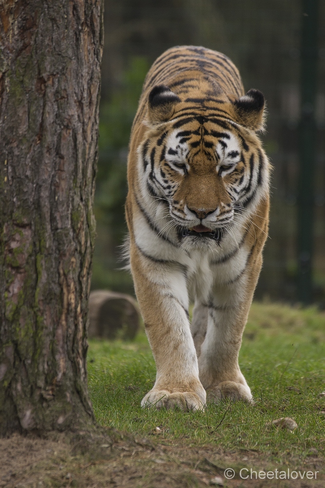 _DSC0385.JPG - Siberische Tijger