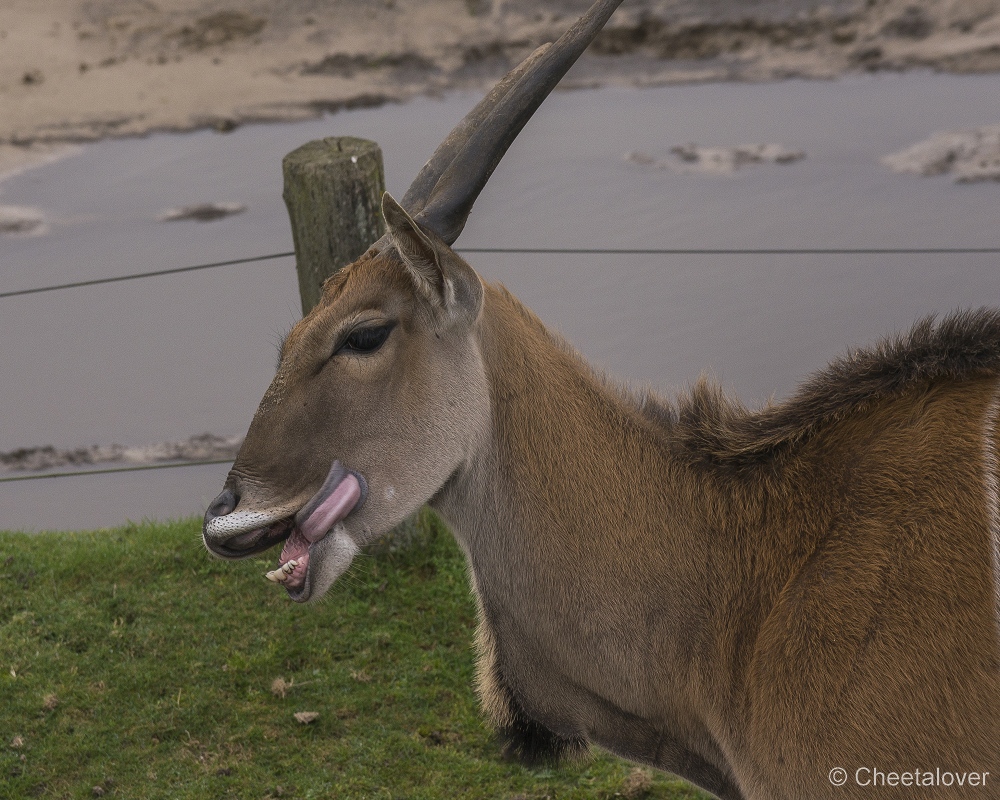 _DSC0402.JPG - elandantilope