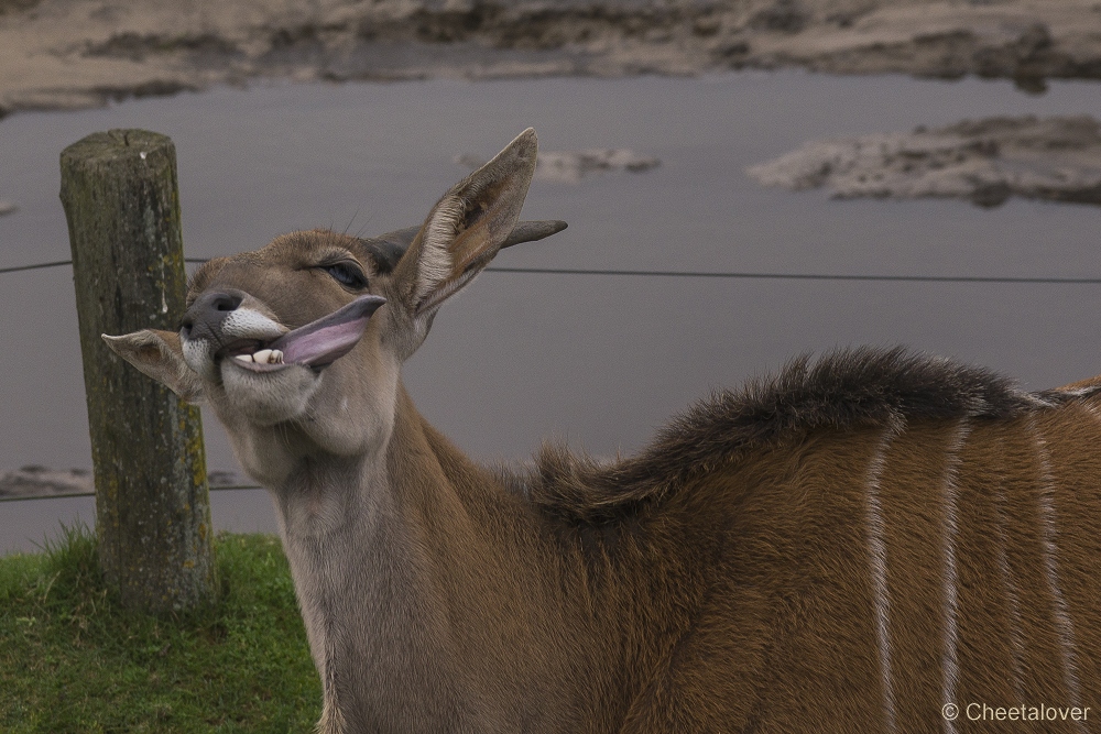 _DSC0409.JPG - elandantilope