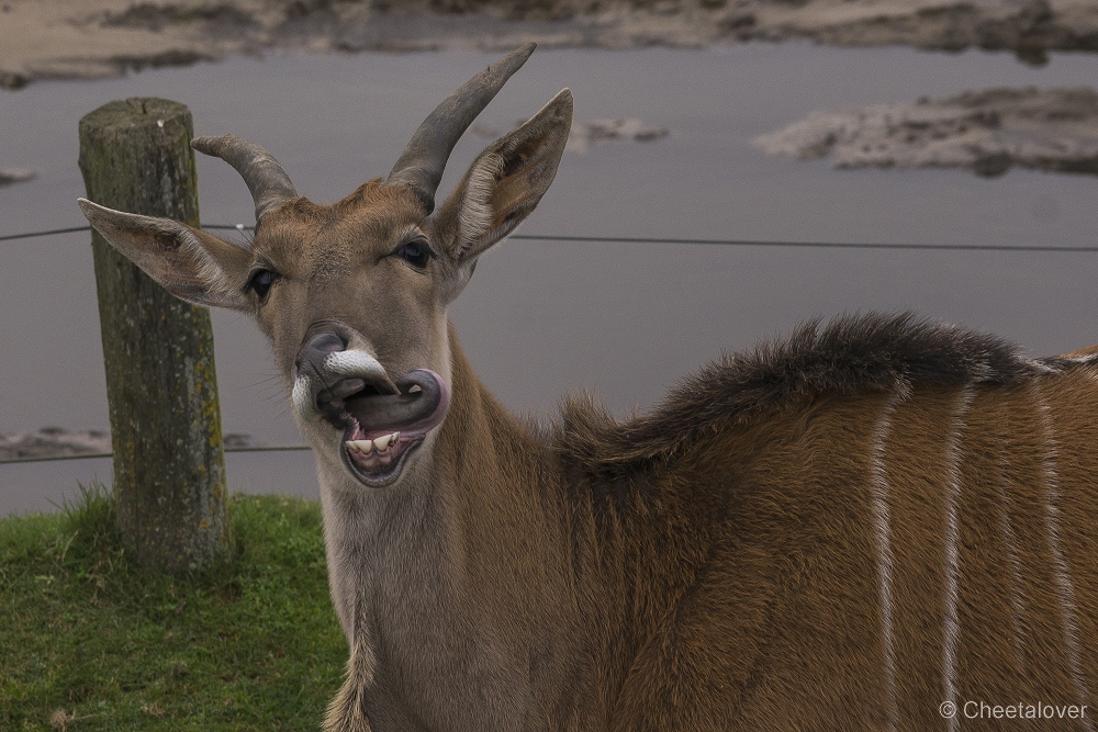 _DSC0411.JPG - elandantilope