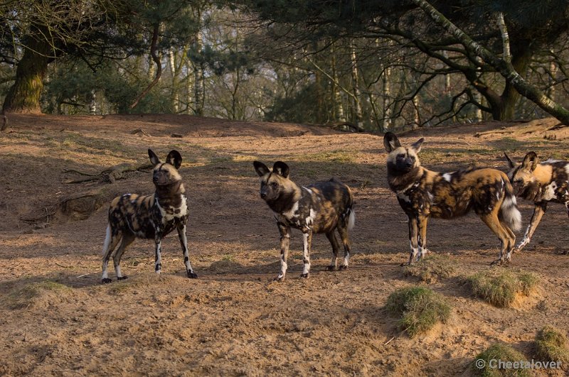 _DSC3329.JPG - Afrikaanse Wilde Hond