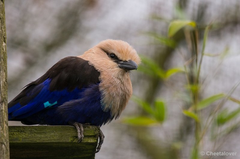 _DSC3590.JPG - Blauwbuikscharrelaar