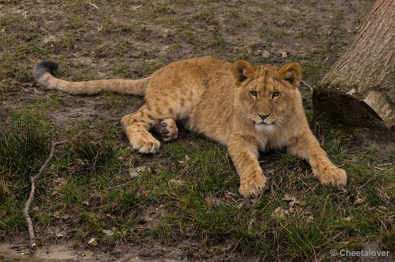 _DSC3598.JPG - Afrikaanse Leeuw