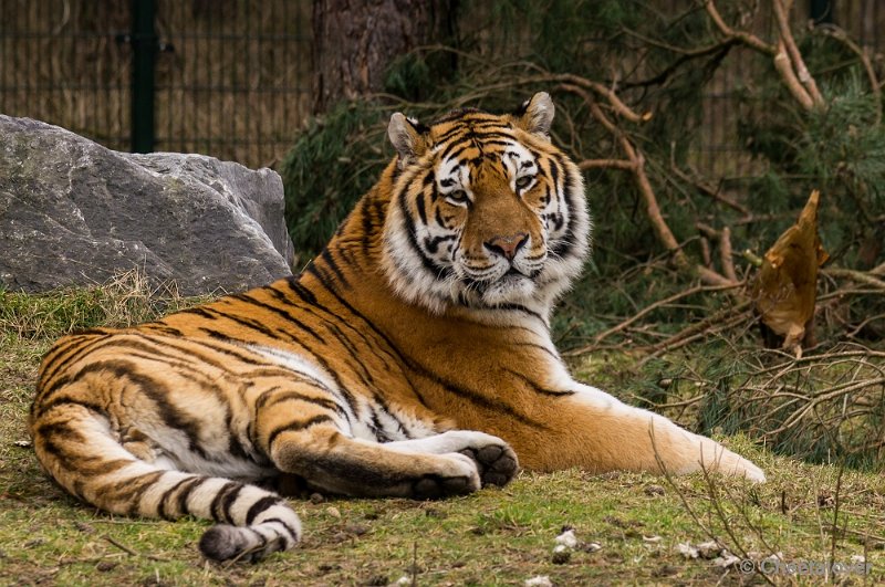 _DSC3628.JPG - Siberische Tijger