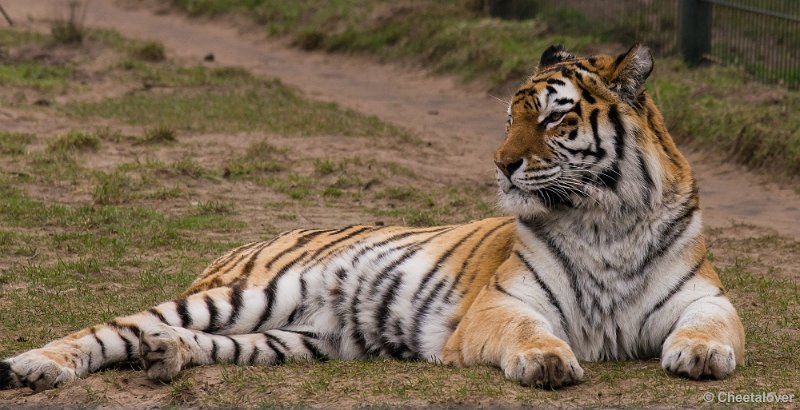 _DSC3631.JPG - Siberische Tijger