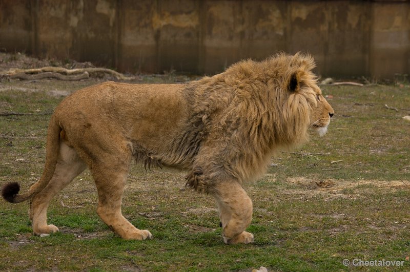 _DSC5640.JPG - Afrikaanse Leeuw