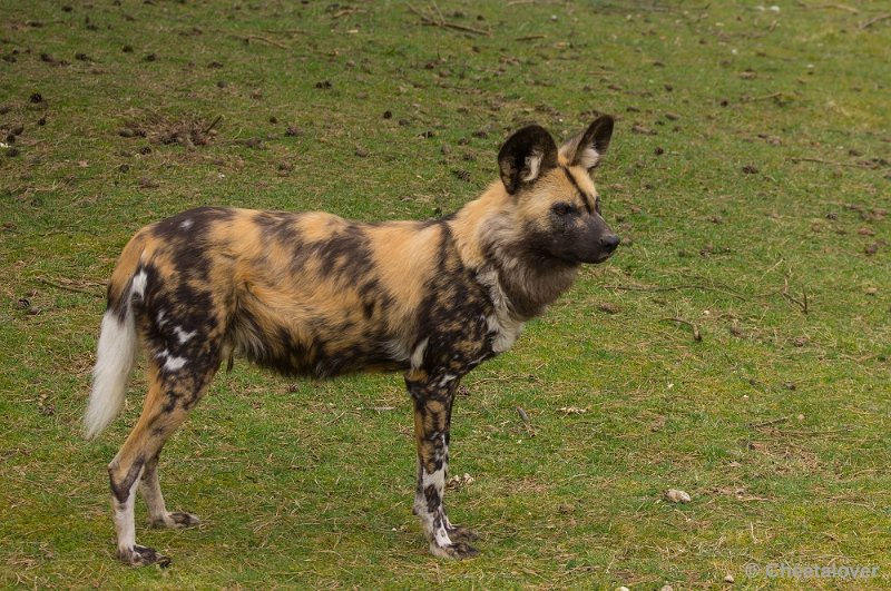 _DSC5669.JPG - Afrikaanse Wilde Hond