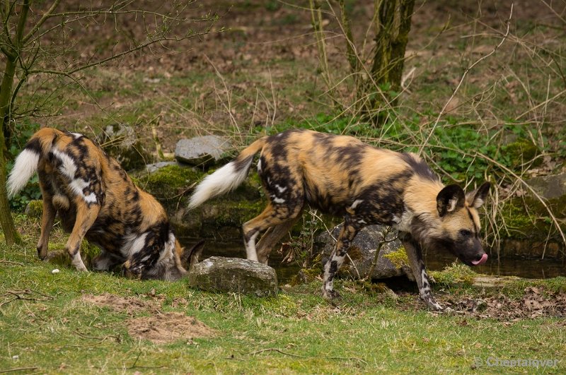 _DSC5673.JPG - Afrikaanse Wilde Hond