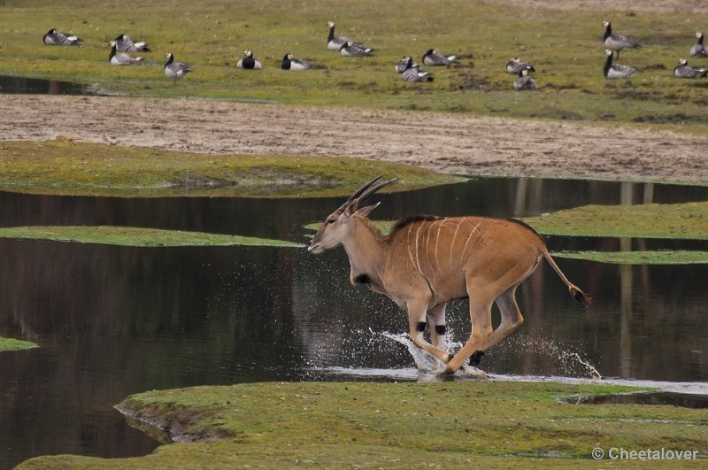 _DSC5711.JPG - Eland Antilope