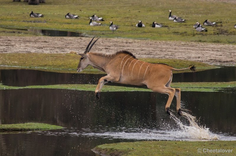 _DSC5712.JPG - Eland Antilope