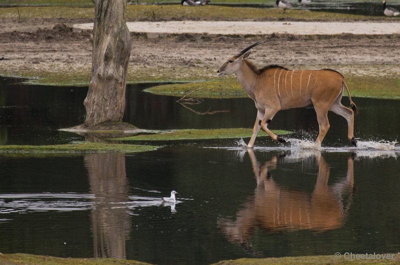 _DSC5717.JPG - Eland Antilope