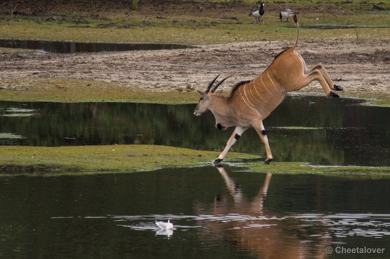 _DSC5719.JPG - Eland Antilope