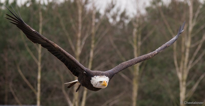 _DSC5861.JPG - Amerikaanse Zeearend