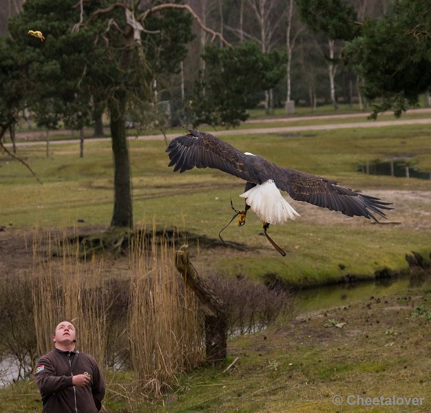 _DSC5878.JPG - Amerikaanse Zeearend