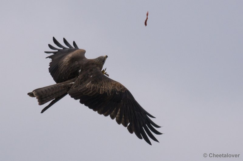 _DSC6055.JPG - Zwarte Wouw