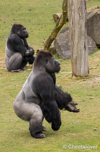 _DSC6088.JPG - Gorilla