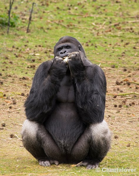 _DSC6107.JPG - Gorilla