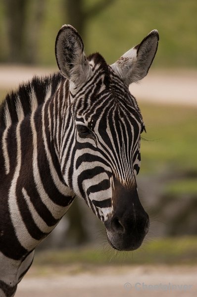 _DSC6243.JPG - Grant Zebra