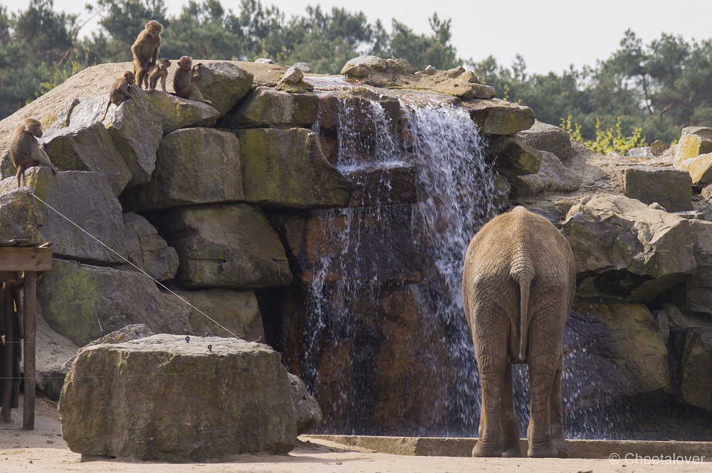 _DSC7948.JPG - Mantelbaviaan en Afrikaanse Olifant